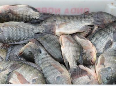 Secretaria da Aquicultura e Pesca de SC é contrária à proposta do Governo Federal que pode afetar a cadeia da tilápia