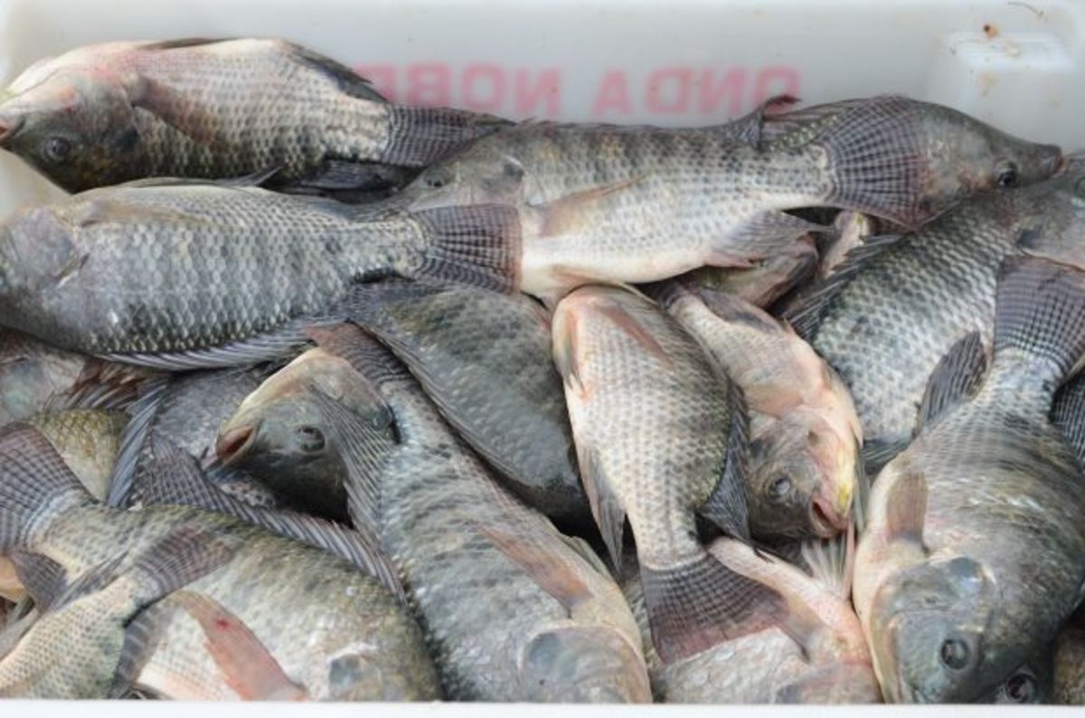 Secretaria da Aquicultura e Pesca de SC é contrária à proposta do Governo Federal que pode afetar a cadeia da tilápia