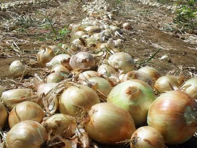 Mais um município declara situação de emergência econômica por queda no preço da cebola