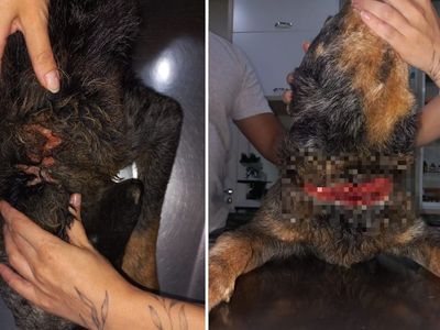 Quatro cães são resgatados em situação de maus-tratos em SC