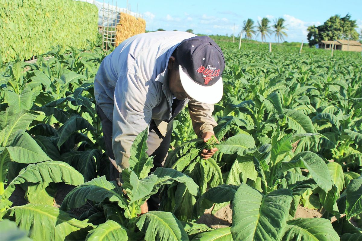 Tarifa de 50% dos EUA sobre tabaco brasileiro preocupa setor