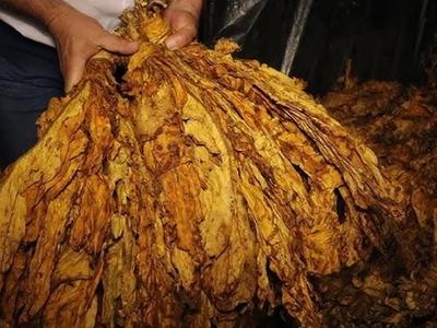 Safra 2026: confira os preços oficiais do tabaco Virginia divulgados pela JTI e China Brasil Tabacos