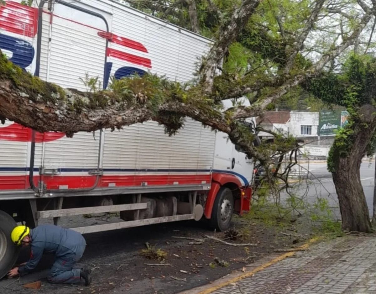 Caminhão colide em árvore e derruba galhos sobre rede elétrica em Mafra