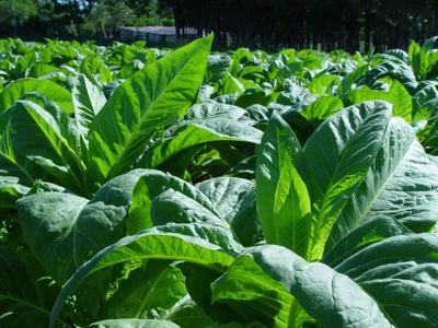 Alesc aprova projeto que permite classificação do fumo direto na propriedade rural