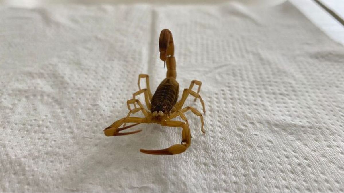 Trombudo Central emite alerta após registro de escorpiões em toda a área urbana do município