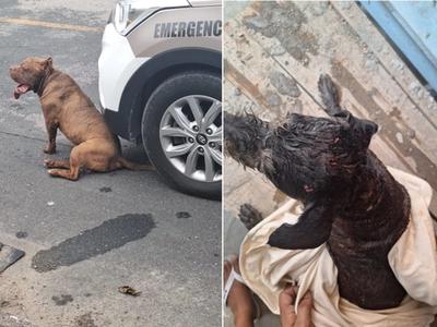Pitbull solto invade terreno e ataca outro cachorro no Vale do Itajaí