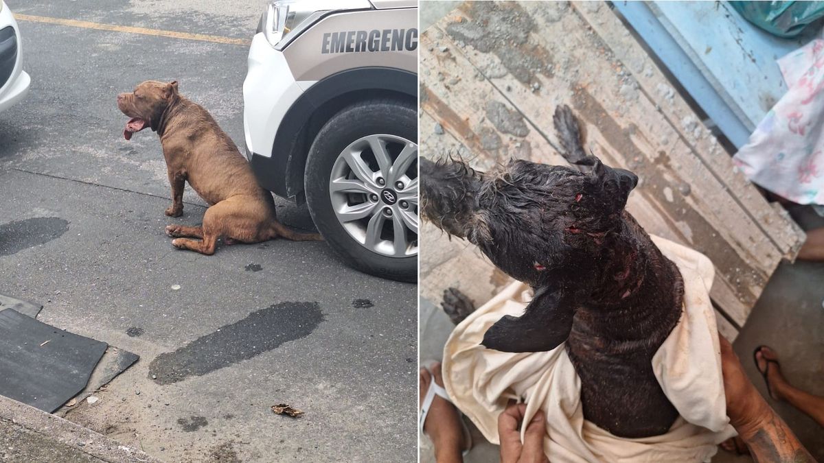 Pitbull solto invade terreno e ataca outro cachorro no Vale do Itajaí