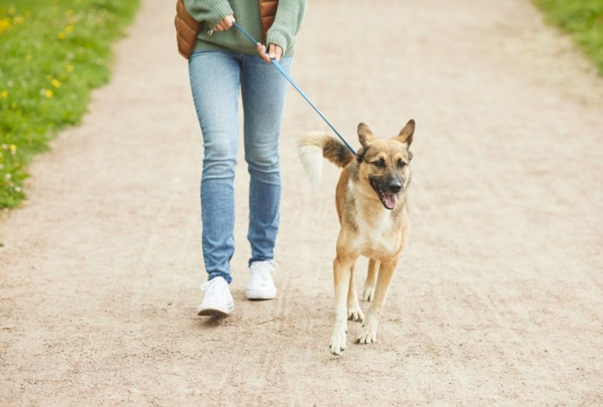Projeto de Lei proíbe que cães tenham livre acesso a ruas e ambientes públicos sem acompanhamento