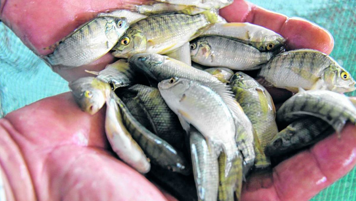 Campanha de Alevinos 2026 é lançada em Rio do Campo