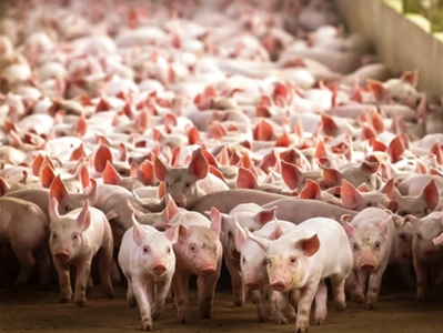 Queda de 31% na suinocultura em SC vai deixar carne mais cara