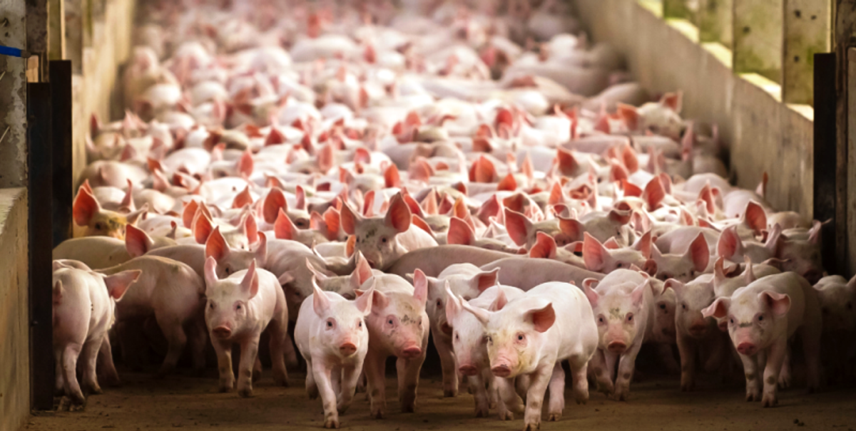 Queda de 31% na suinocultura em SC vai deixar carne mais cara