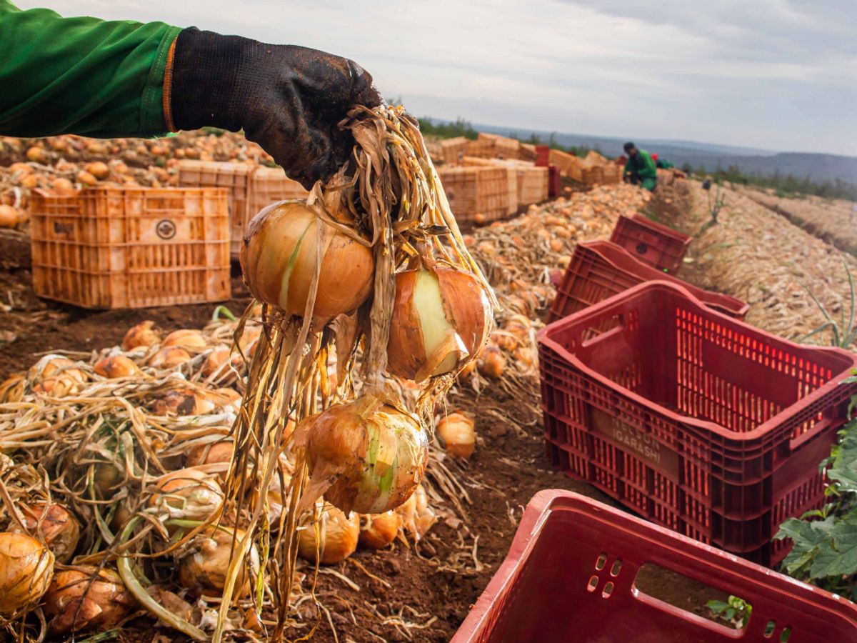 CEBOLA: Financiamentos de custeio para produtores de Santa Catarina são prorrogados