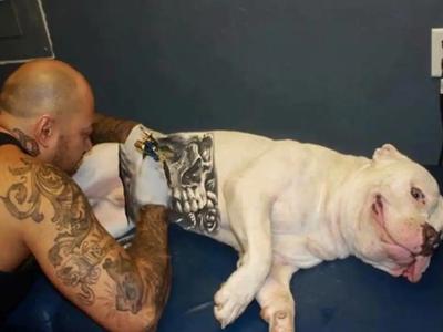 Governo sanciona lei que proíbe tatuagens e piercings em cães e gatos