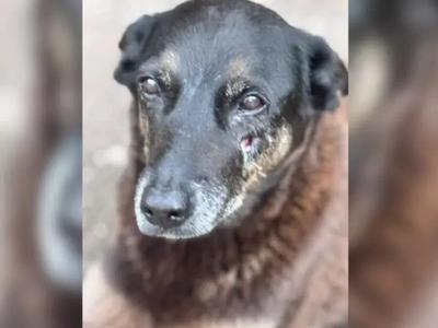 Justiça autoriza busca por 35 novas provas do Caso Orelha