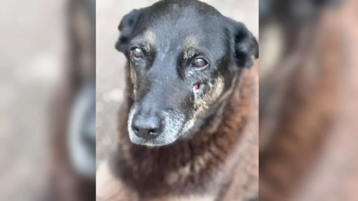 Justiça autoriza busca por 35 novas provas do Caso Orelha