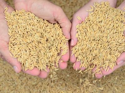 Estimativa aponta recorde de produtividade na safra de arroz em Santa Catarina