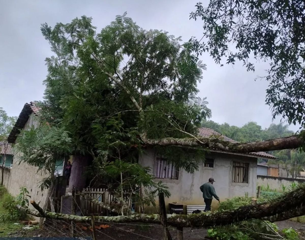 Árvore cai sobre residência em Papanduva