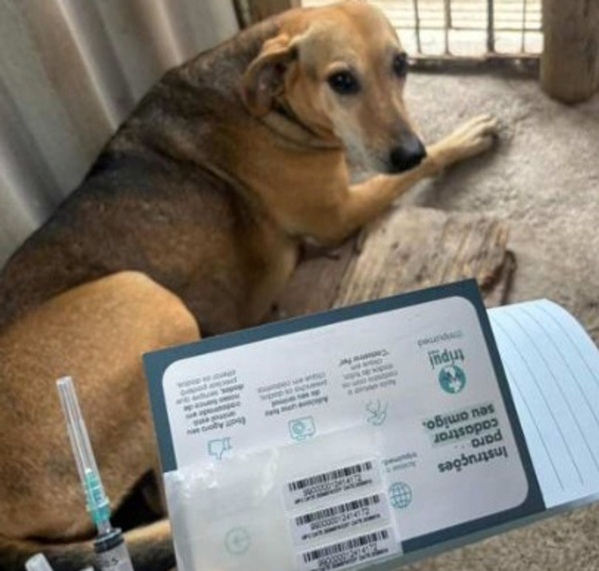 Atuação do MPSC resulta em acolhimento para 70 cães e uma pessoa denunciada por maus-tratos