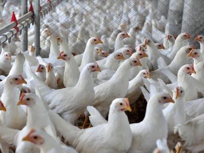 Santa Catarina exporta 2 milhões de toneladas de carnes em 2025 e bate recorde histórico no comércio internacional do setor