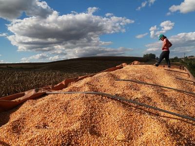 Produtividade do milho em Santa Catarina é a maior da história