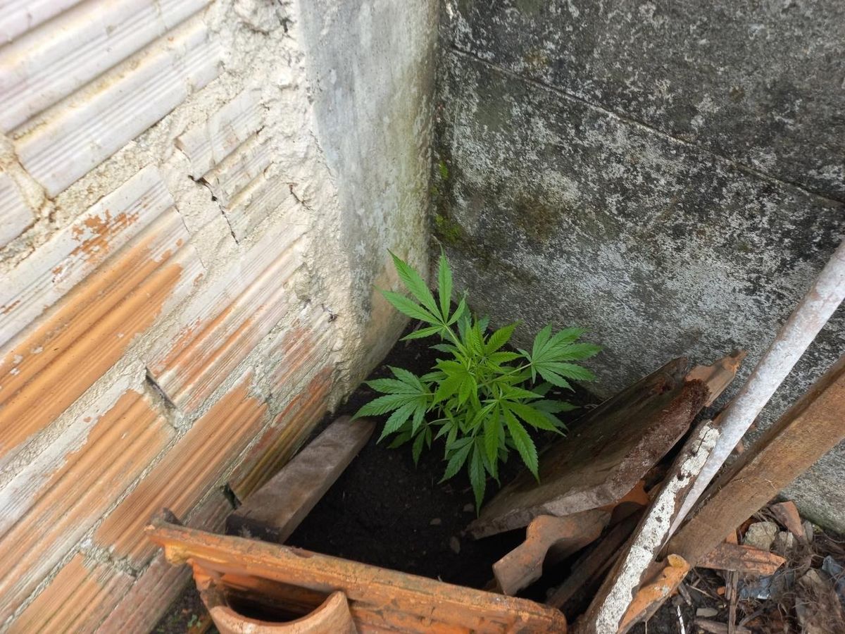 PM encontra pés de maconha durante atendimento em Três Barras