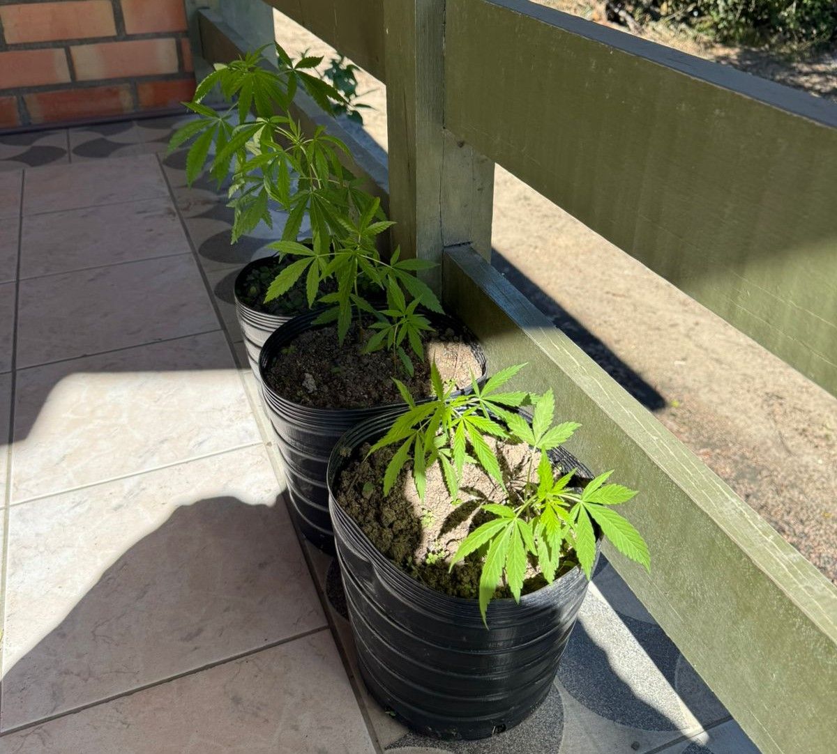Polícia Civil prende homem pelo cultivo de maconha e por posse de munições, em Rio do Oeste