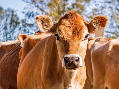 Propaganda enganosa leva Justiça a anular venda de gado leiteiro