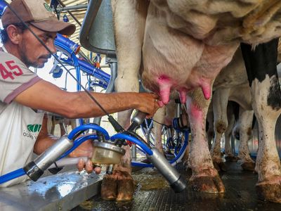 Santa Catarina renova medida para proteger indústria leiteira e garantir competitividade dos produtores locais