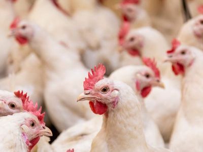 Primeiro foco de gripe aviária em granja comercial é confirmado no Brasil