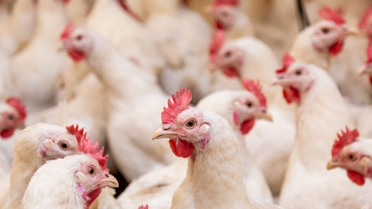 Primeiro foco de gripe aviária em granja comercial é confirmado no Brasil