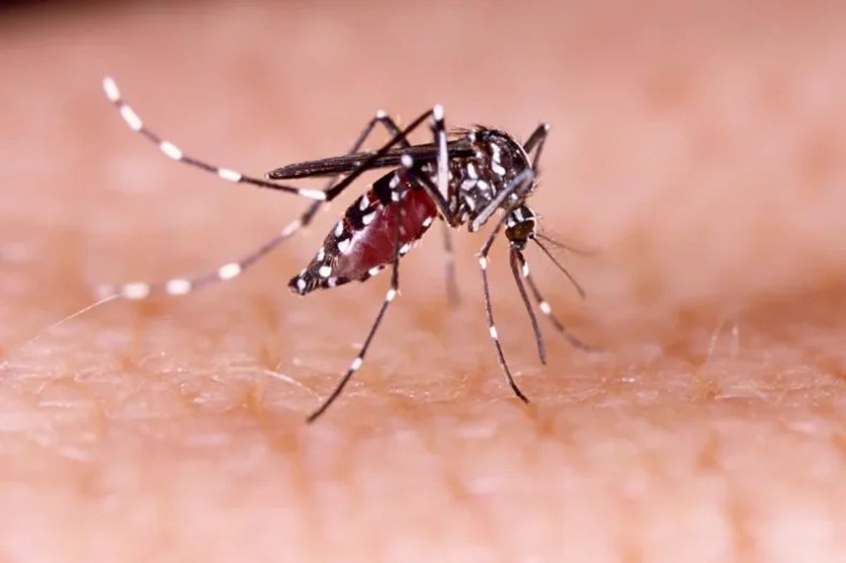 SC tem 8 mortes por dengue e chikungunya; casos estão aumentando