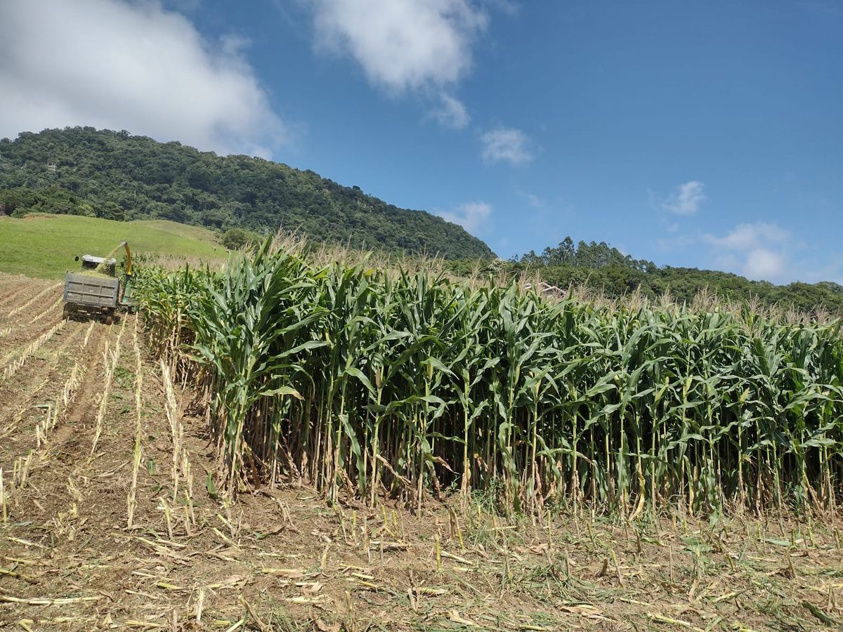 Rio do Sul amplia produção de silagem e projeta alta de 15% na safra de 2026