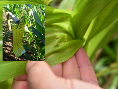 Epagri alerta produtores sobre alta infectividade de cigarrinhas-do-milho nas lavouras