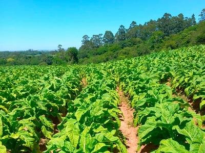 Tabaco atinge safra recorde e faturamento histórico em SC