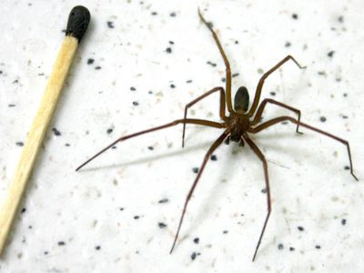 Secretaria da Saúde alerta sobre cuidados com picadas de aranha-marrom