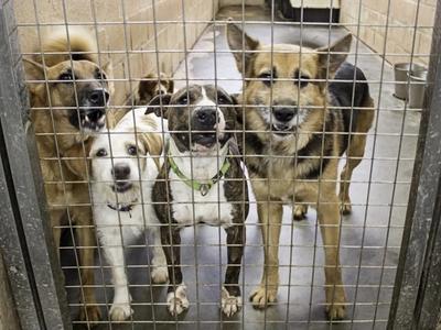 Lei oficializa Julho Dourado para promover saúde animal e prevenir zoonoses