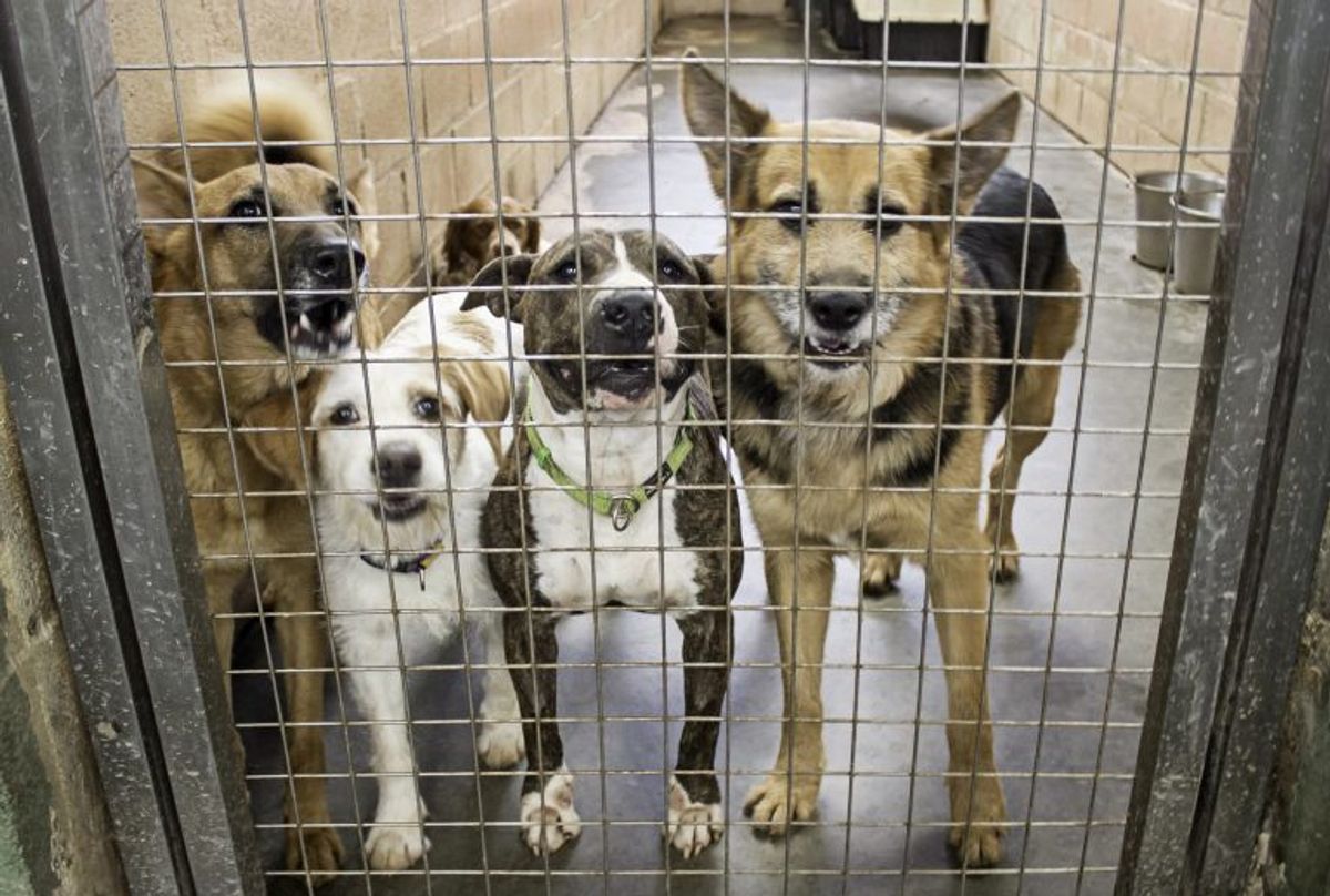 Lei oficializa Julho Dourado para promover saúde animal e prevenir zoonoses