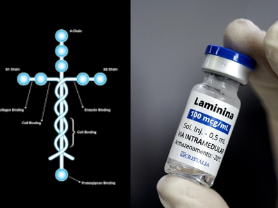 Polilaminina: Molécula em formato de cruz, desenvolvida no Brasil, abre caminho para novo tratamento de lesão medular
