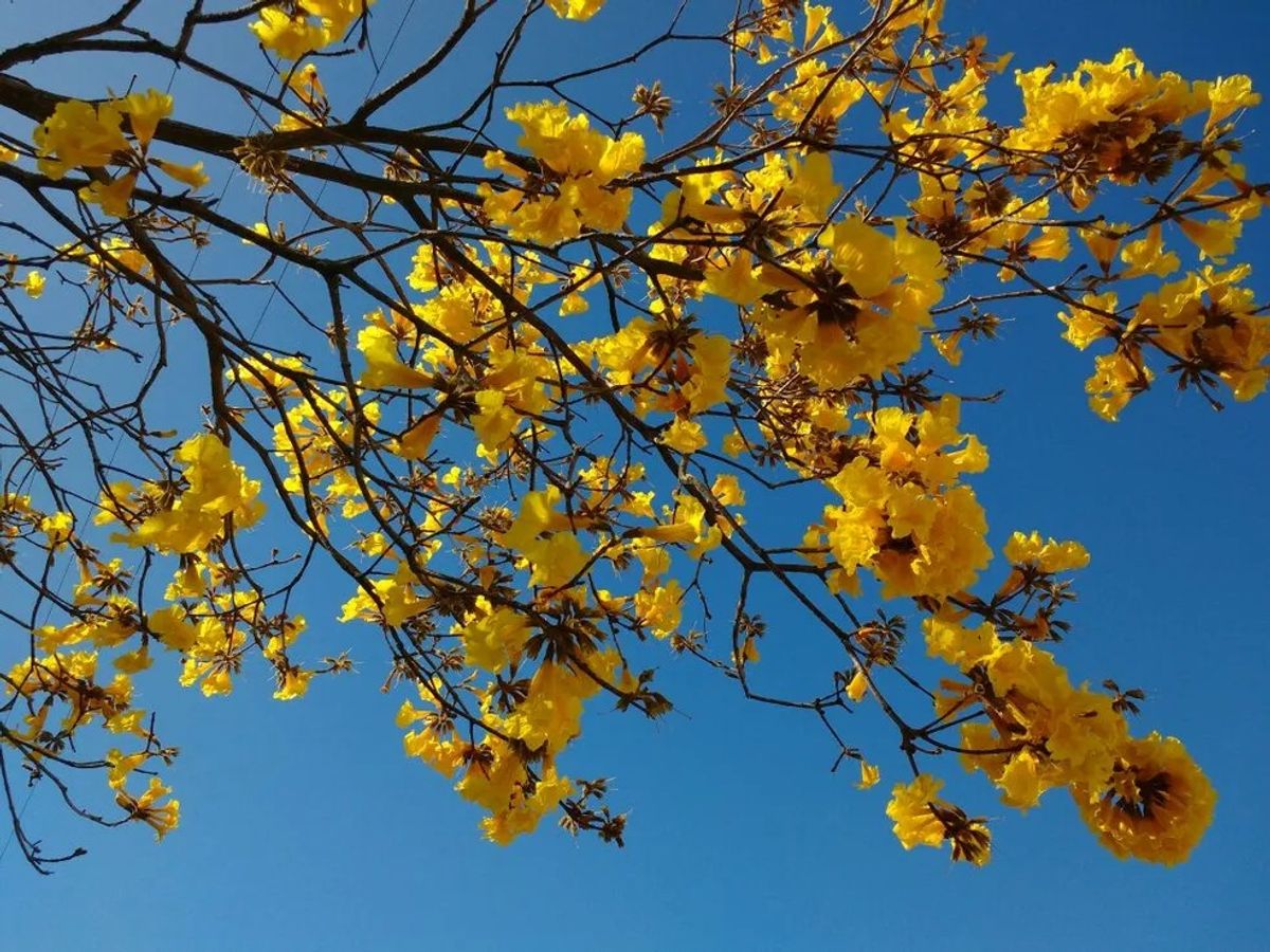 Intensos temporais marcaram a transição para a primavera em SC
