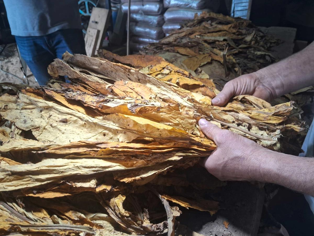 Comitiva catarinense, com participação da Cidasc, alerta sobre impactos aos fumicultores com medidas propostas na COP 11, na Suíça