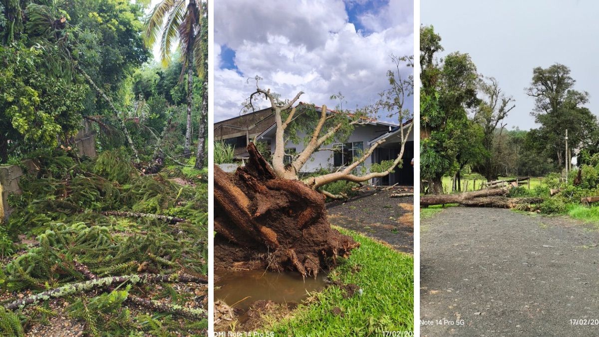 Temporal com ventos intensos arranca árvores pela raiz em Agrolândia