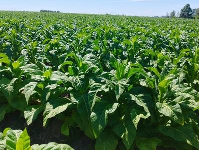 Negociação do tabaco segue sem acordo, diz Afubra