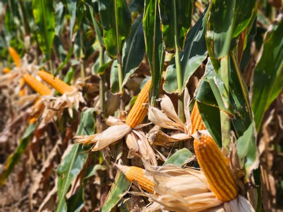 Câmara Setorial de Grãos discute impactos do clima na safra de milho