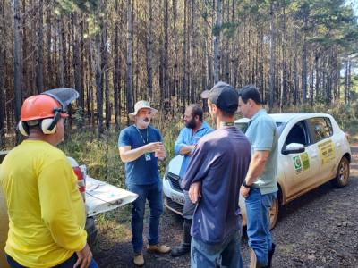 Cidasc utiliza tecnologia para manejo de praga que ataca florestas de pinus