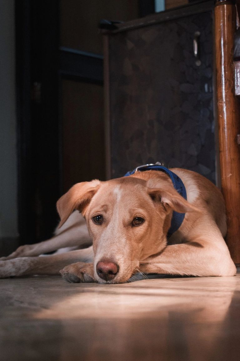 Techcess to the (dog) rescue! We talk to a charity we support – PADS (Perthshire Abandoned Dogs Society)