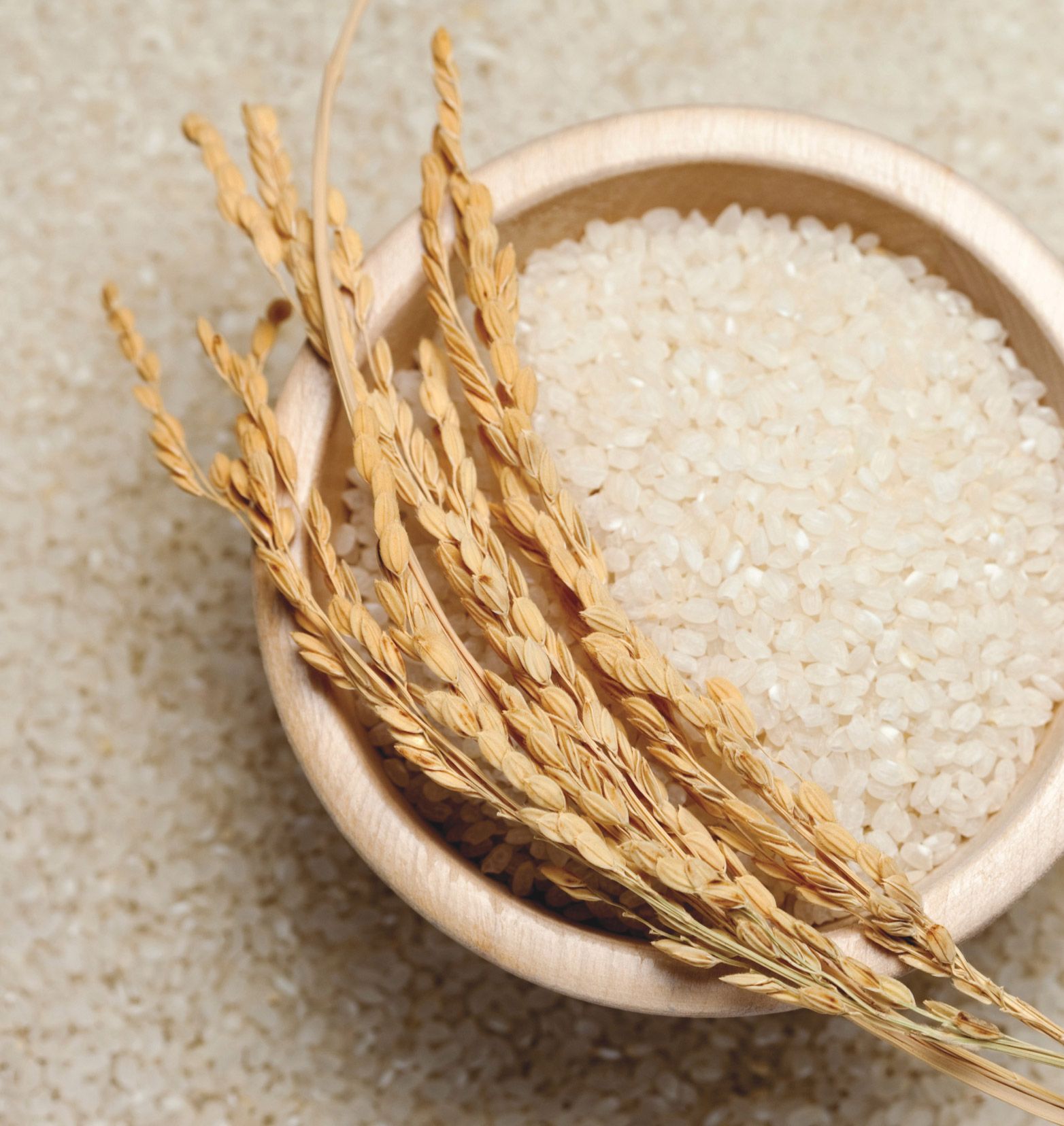 A surface full of grains of rice under a small white bowl of rice, with rice grain plant on top.