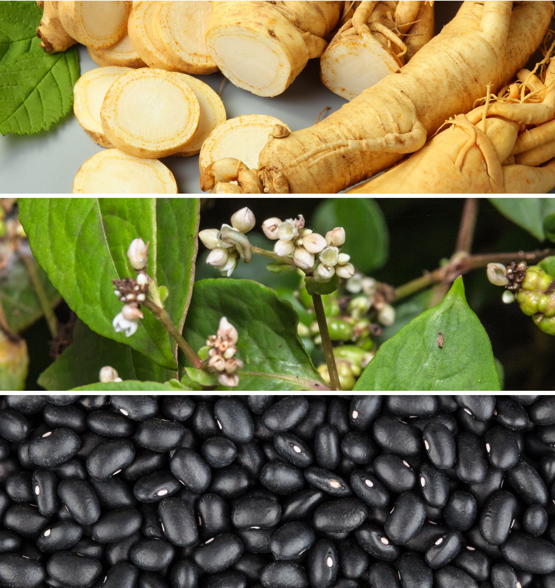 Three separate images displaying an assortment of beans and vegetables, highlighting their diversity in appearance and texture.