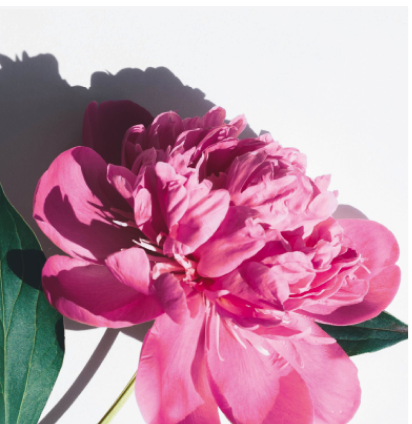 A close up picture of a pink peony flower on a white background.