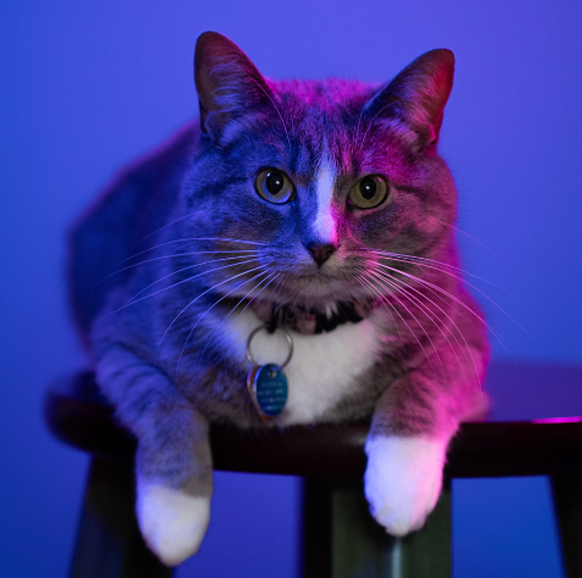 Portrait of a cat with gray and white fur, lying on a stool and illuminated by vibrant pink and blue lighting. The cat is wearing a collar with a tag and gazing directly at the camera.