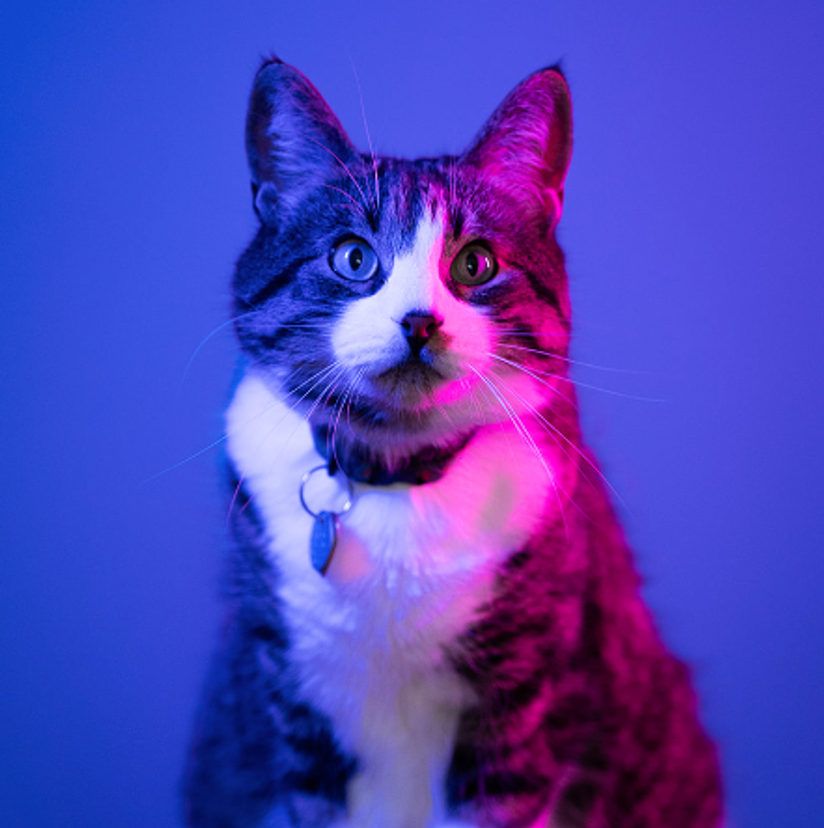 Portrait of a cat with tabby and white fur, illuminated by vibrant pink and blue lighting. The cat is wearing a collar and gazing directly at the camera.